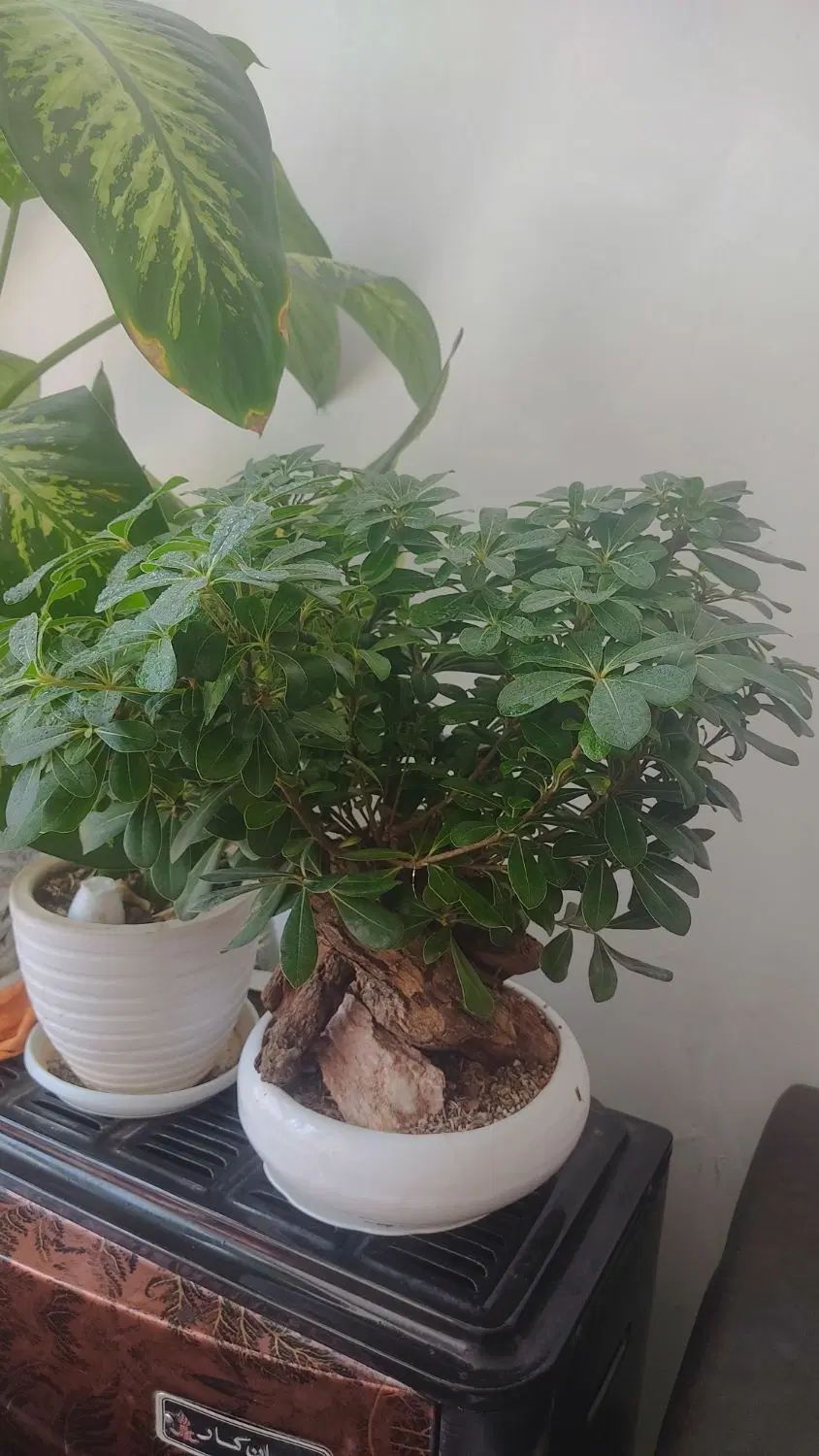 گل بنسای میخک|گل و گیاه طبیعی|اصفهان, دارک|دیوار