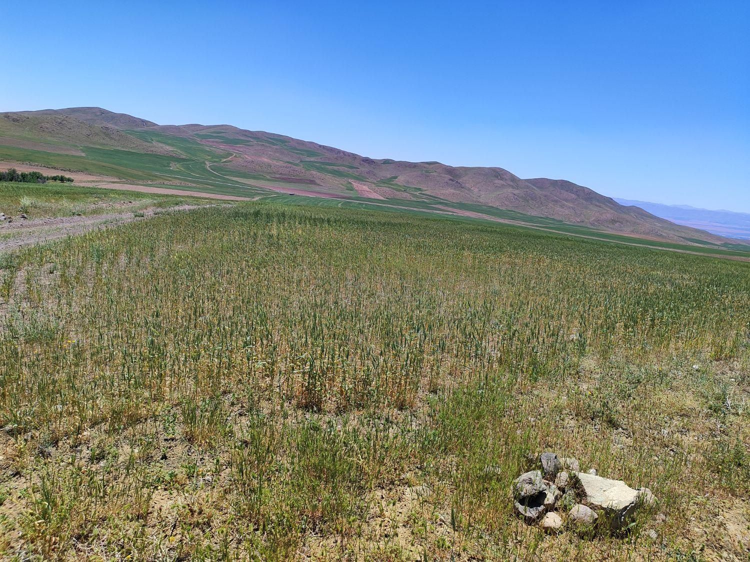 23هکتار 4000باغ انگور بادام 600مت زمین دامداری خون|فروش زمین و ملک کلنگی|ابهر, |دیوار