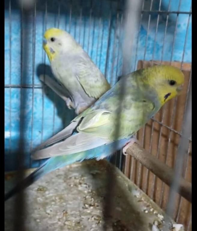 مرغ عشق رنگین کمان|پرنده|رشت, ترمینال|دیوار
