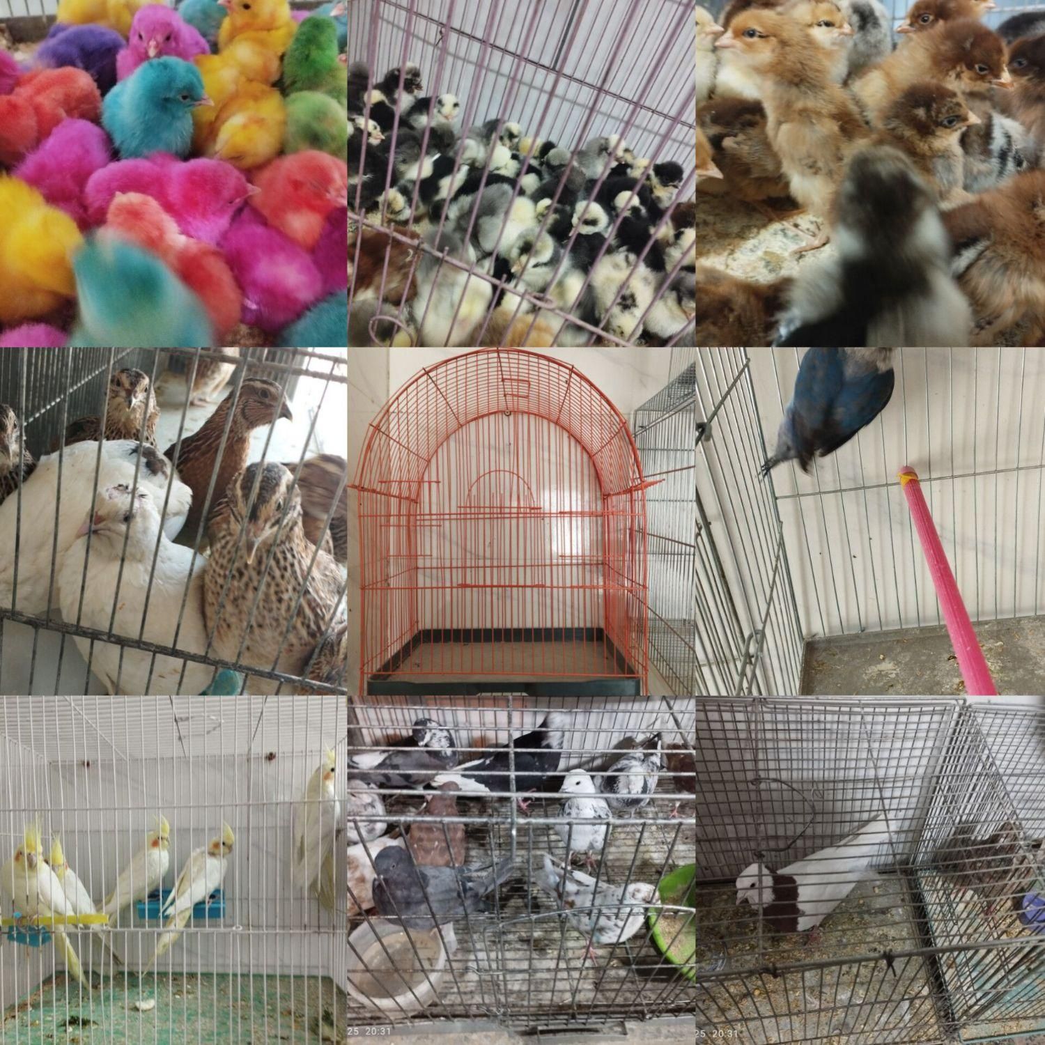 پرنده فروشی طوطیو|پرنده|شهرکرد, |دیوار