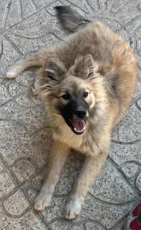 سگ اشپیتز نر|سگ|ارومیه, |دیوار