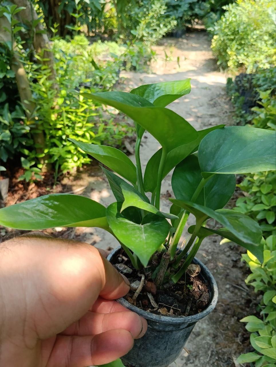 پتوس ابلق نشایی گلدان 10|گل و گیاه طبیعی|بابل, |دیوار