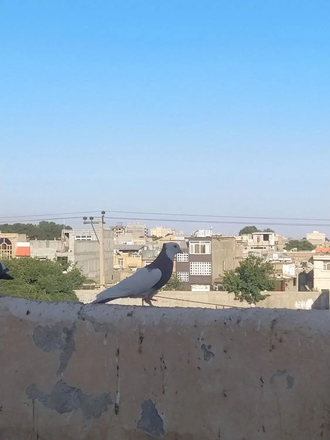 کفتر جفتگاه پرشی معاوضه با عروس کوتوله و...|پرنده|نیشابور, میدان حافظ|دیوار