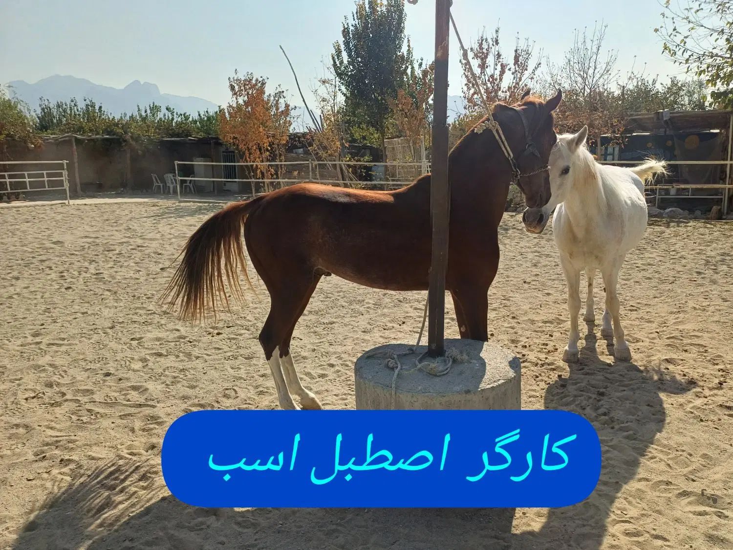 کارگر جهت اصطبل اسب|استخدام سرایداری و نظافت|اصفهان, قائمیه|دیوار