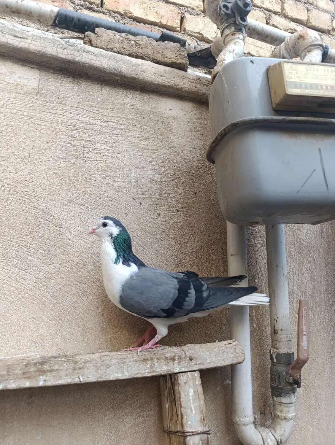 ماده واز|پرنده|اصفهان, سودان|دیوار