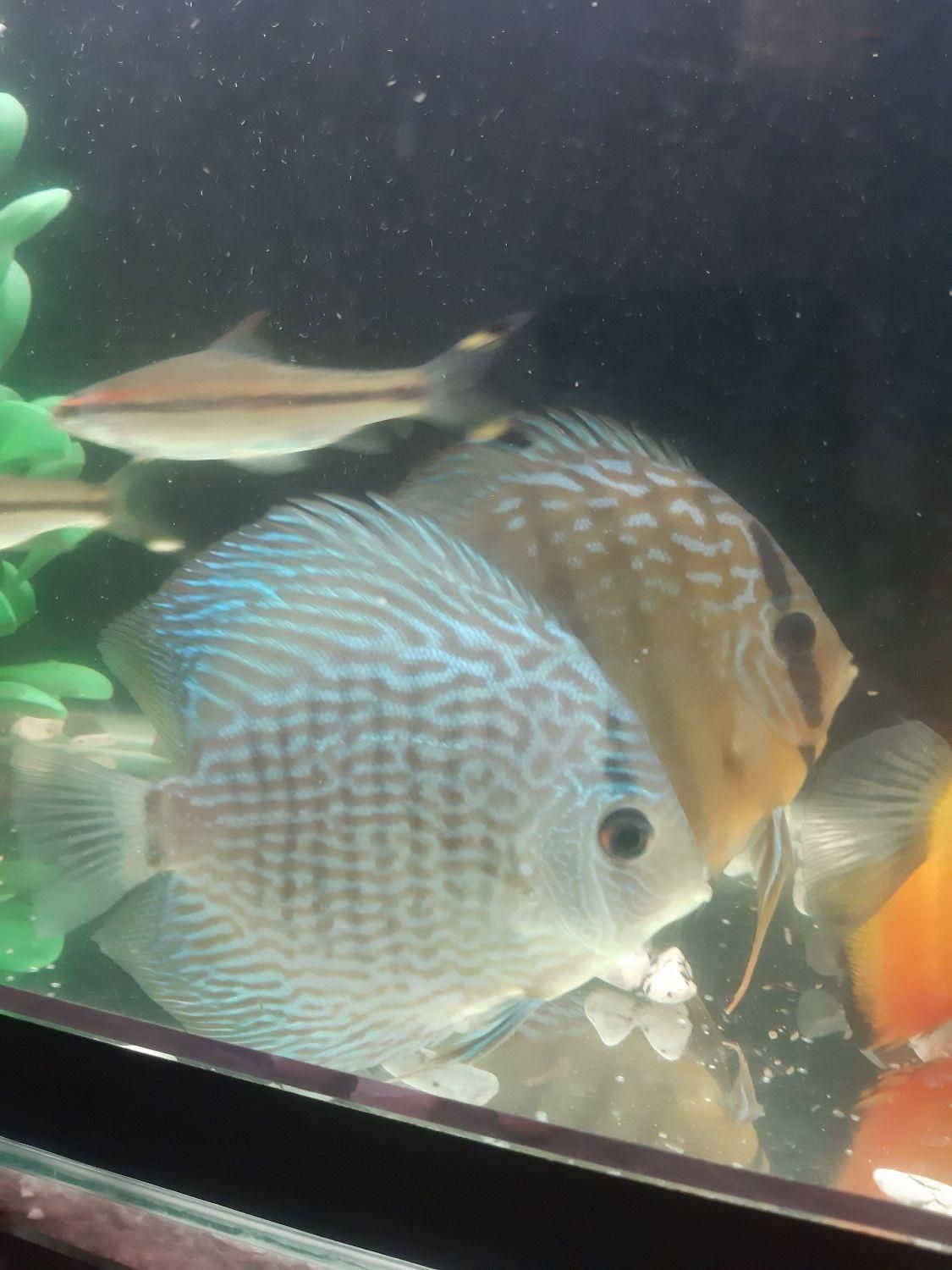 دیسکس|ماهی|کرمانشاه, |دیوار