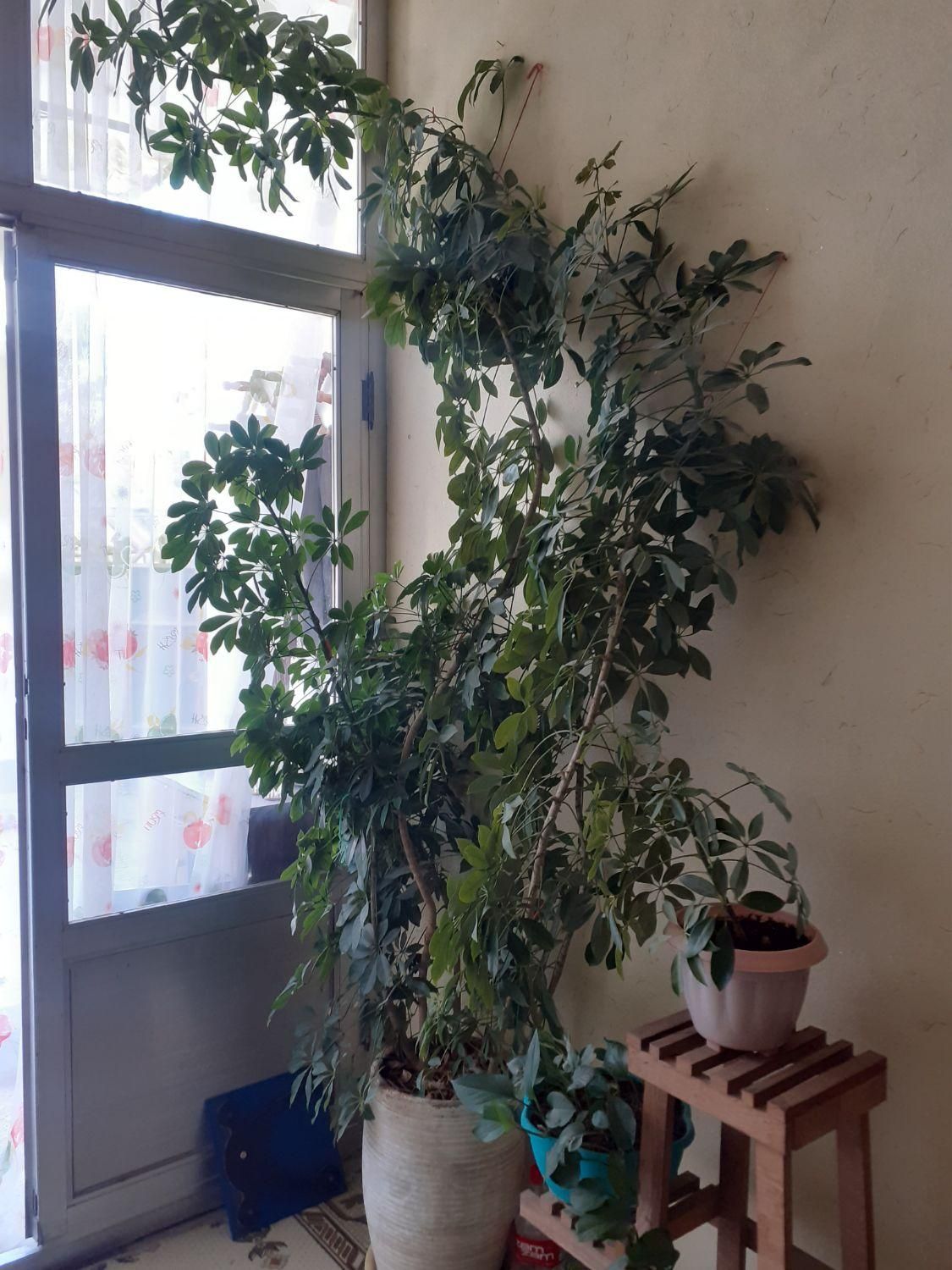 گل بسیار زیبا|گل و گیاه طبیعی|شیروان (خراسان), |دیوار
