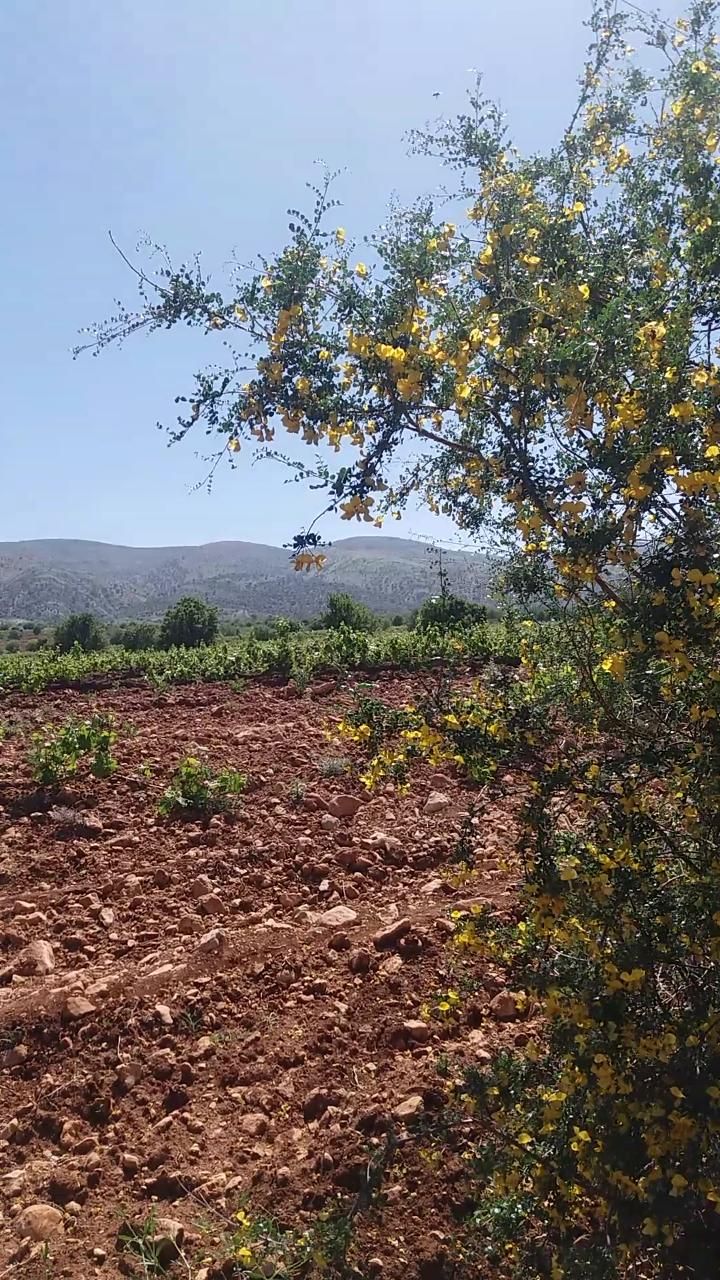 زمین کشاورزی هفت برم ۸۴۰۰۰ متر|فروش دفتر صنعتی، کشاورزی، تجاری|شیراز, گویم|دیوار