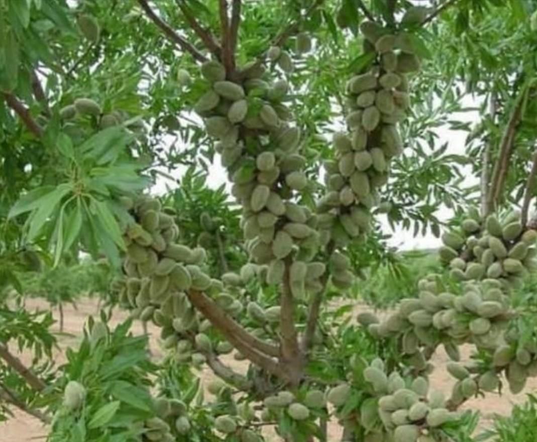 نهال بادام گردو اصلاح شده پیوندیی دیرگل خوشه ای|خدمات باغبانی و درختکاری|قزوین, |دیوار