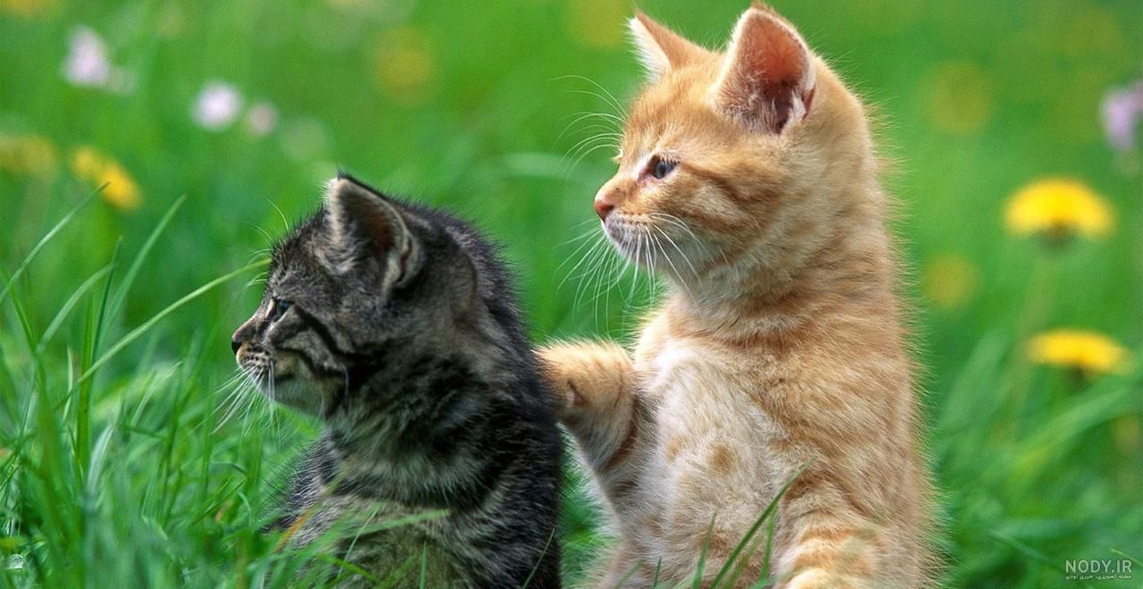 واگذاری گربه|گربه|کرمانشاه, |دیوار