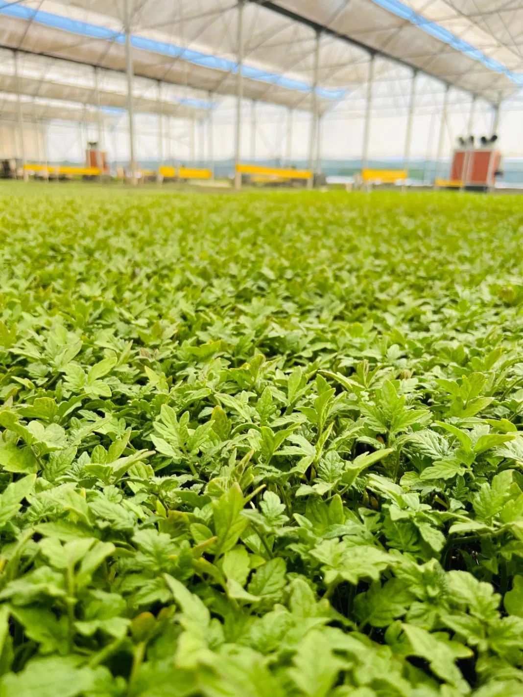 نشا|گل و گیاه طبیعی|خاش, |دیوار