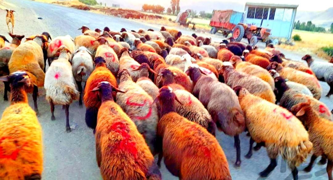 پر گوشت کم دنبه کم چربی گوسفند نروماده+خونی|حیوانات مزرعه|مشهد, توس (بلوار توس)|دیوار