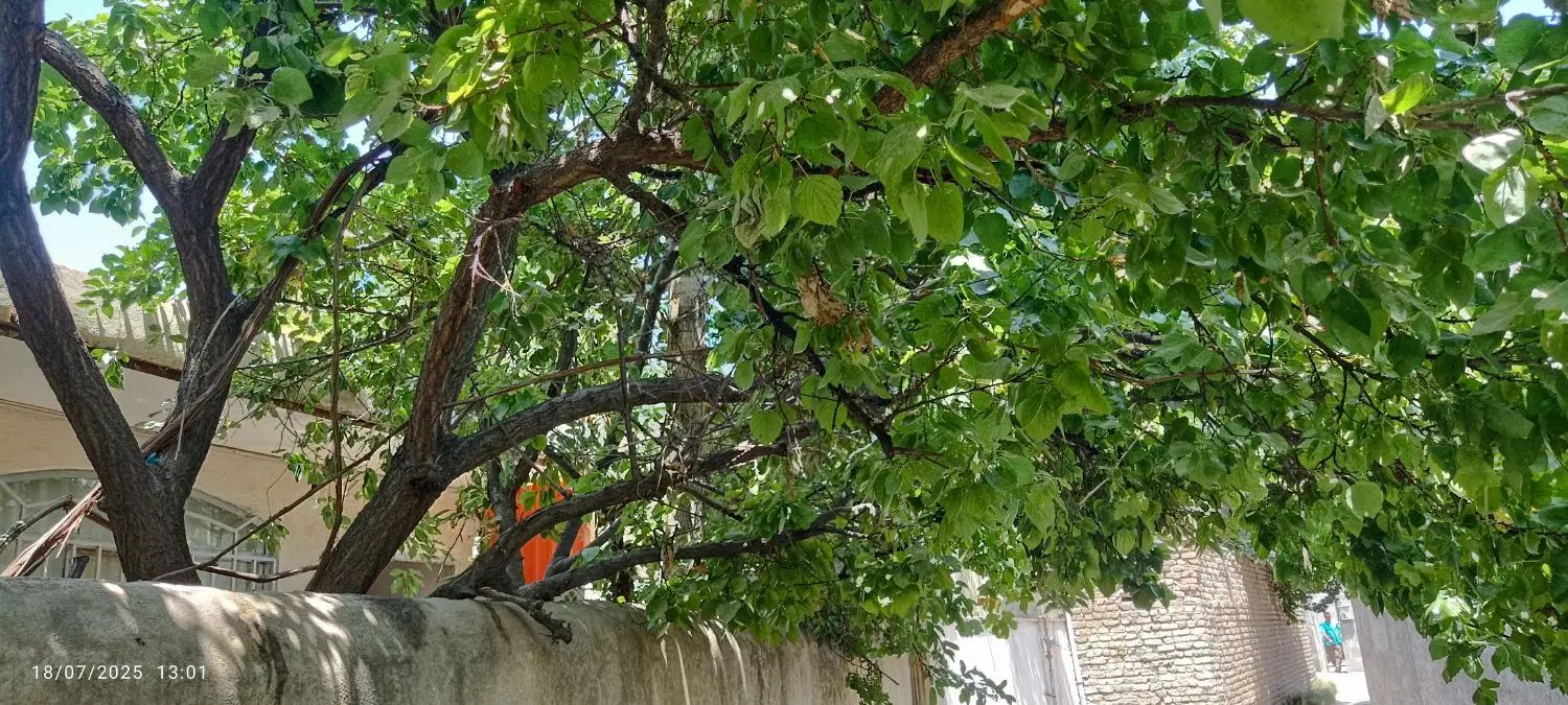 دنبال کار با جای خواب ،نگهبان یا سرایداری باغ میشم|استخدام سرایداری و نظافت|کرج, چنارک|دیوار