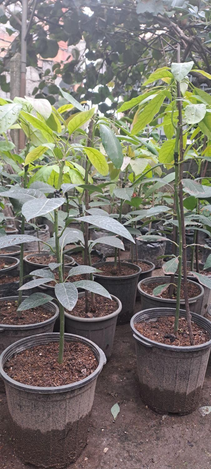 تولیدوفروش انواع نهال آووکادو پیوندی|خدمات باغبانی و درختکاری|سلمانشهر, |دیوار