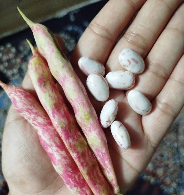 لوبیا چیتی رودبنه.فوشازده|خوردنی و آشامیدنی|لاهیجان, شقایق|دیوار