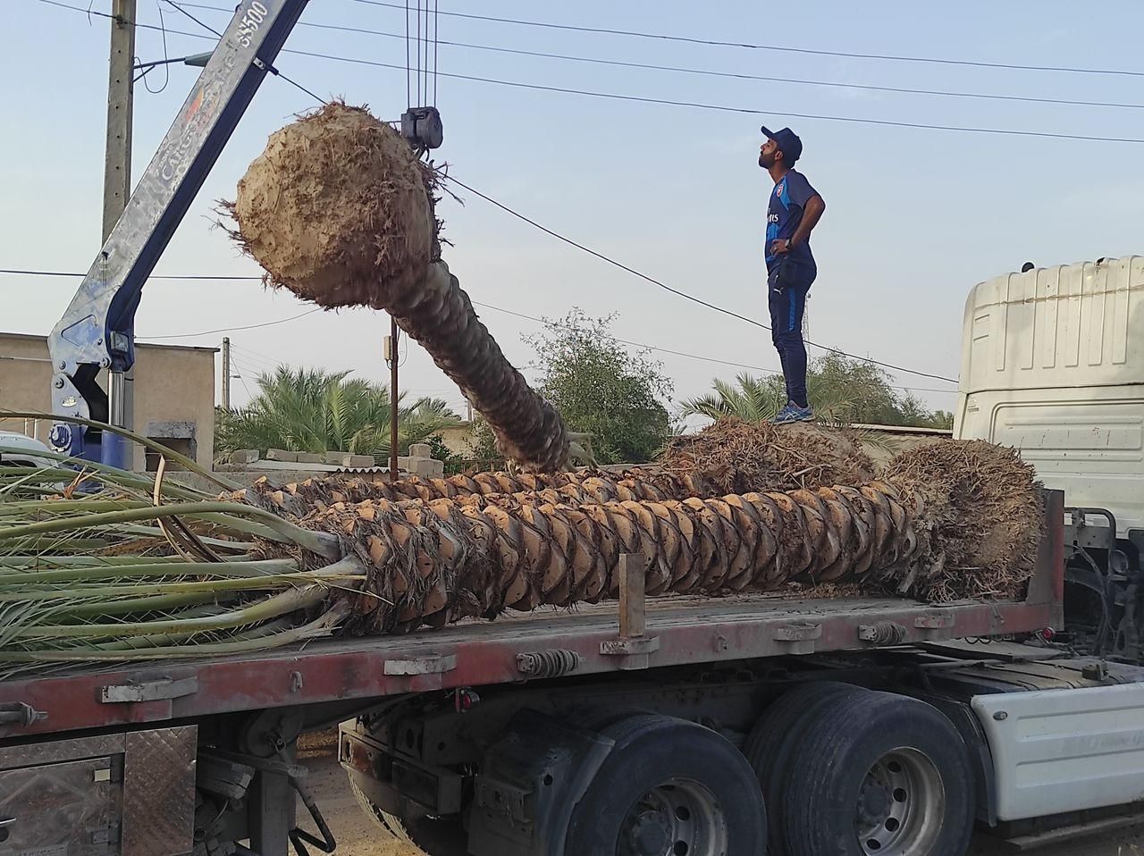 درخت نخل خوب میخای ما رو پیدا کن|خدمات باغبانی و درختکاری|آبپخش, |دیوار
