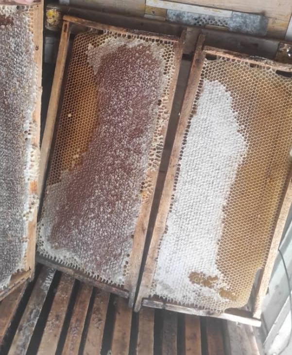 عسل گون|خوردنی و آشامیدنی|اصفهان, شهرستان|دیوار