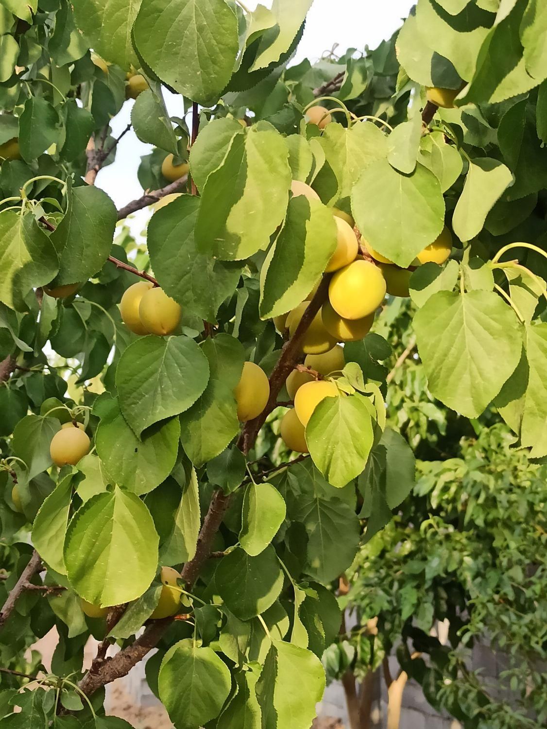 فروش چهار دیواری صحرا انقلاب بعد از انرژی اتمی|فروش زمین و ملک کلنگی|اصفهان, قهاب جنوبی|دیوار