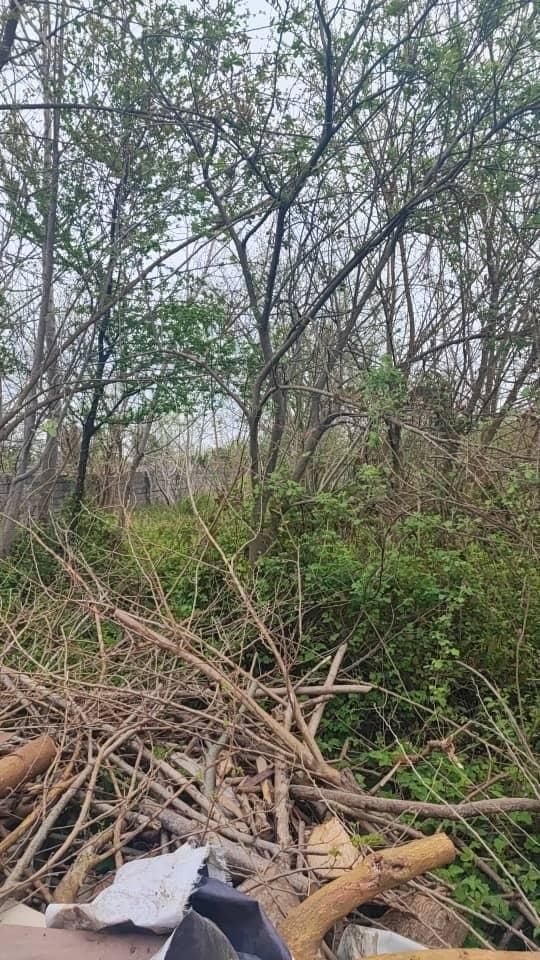 قطع وهرس درخت با اره موتور، فروش چوب گردو|خدمات باغبانی و درختکاری|چالوس, |دیوار