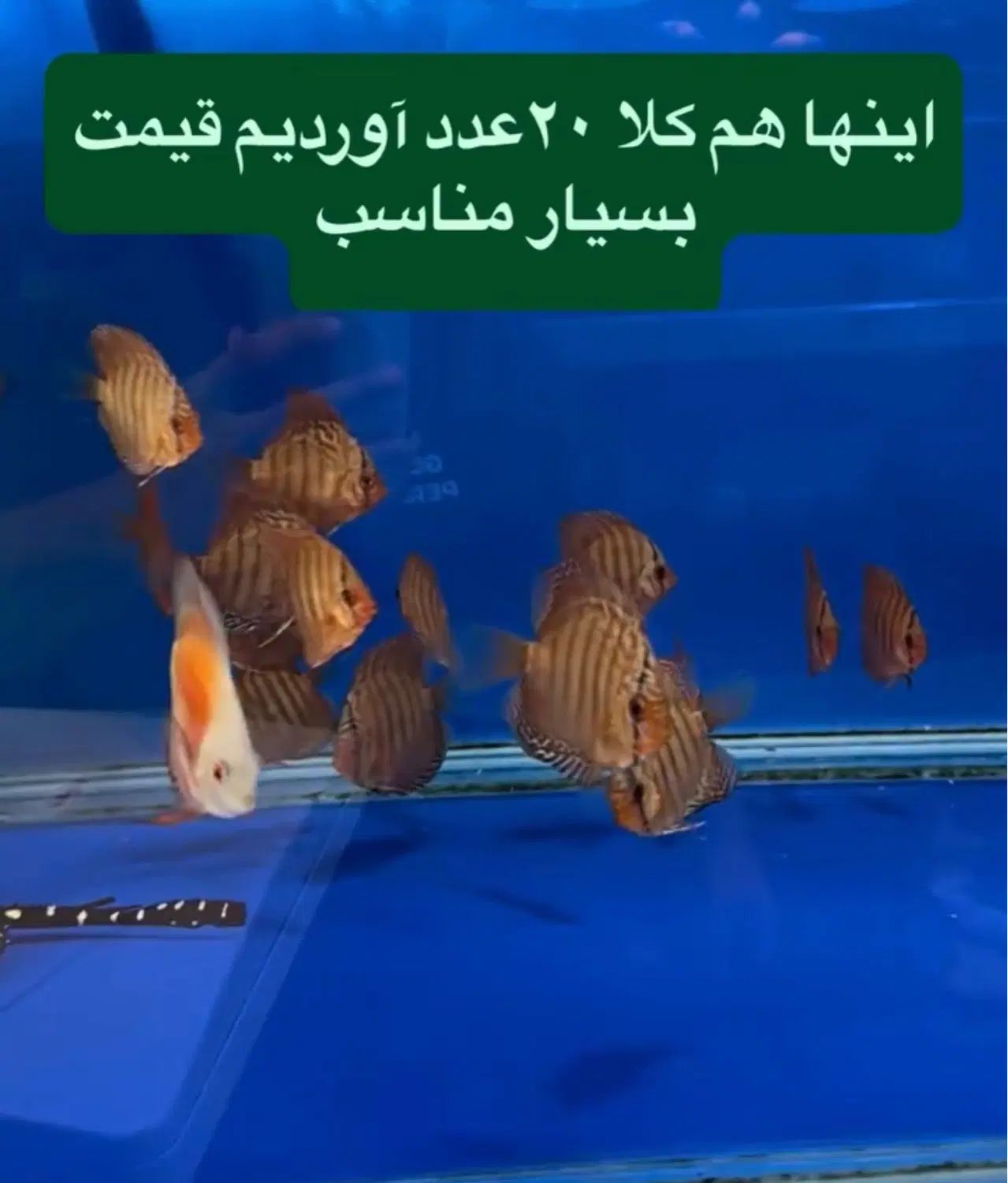 حراج دیسکس،دیسکس ارزان|ماهی|مشهد, فاطمیه|دیوار