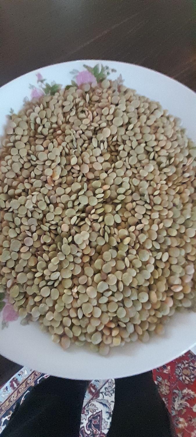 فروش ۴تن عدس درجه یک بوجاری شده|خوردنی و آشامیدنی|قشلاق دشت, |دیوار