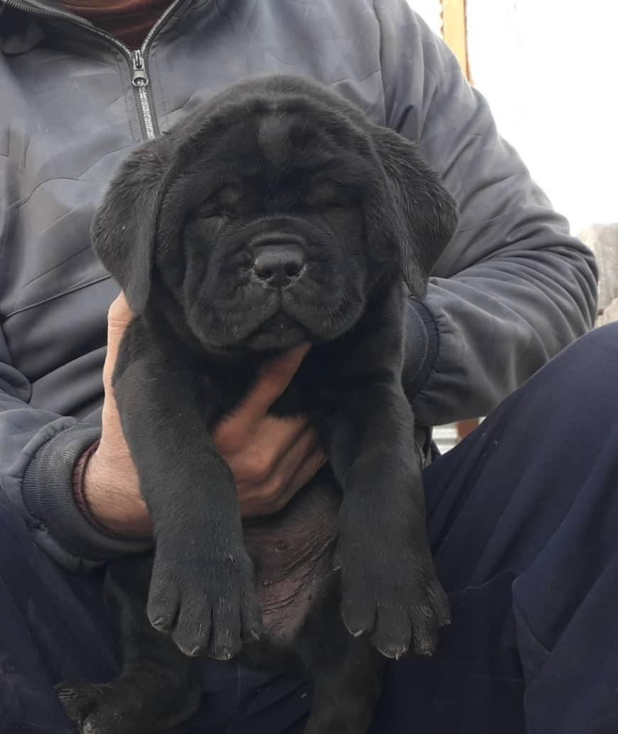 توله دوبرمن ، روتوایلر ، ژرمن و کنکورسو|سگ|تهران, درکه|دیوار