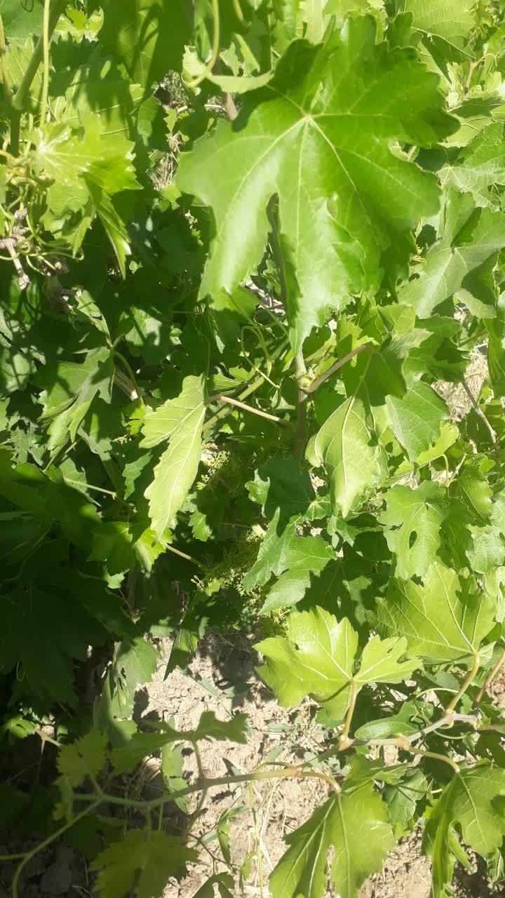 باغ انگور کنار جاده اصلی|فروش زمین و ملک کلنگی|ملایر, |دیوار