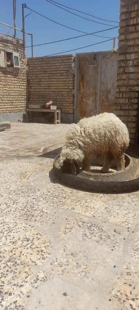 گوسفند|حیوانات|اهواز, پردیس|دیوار
