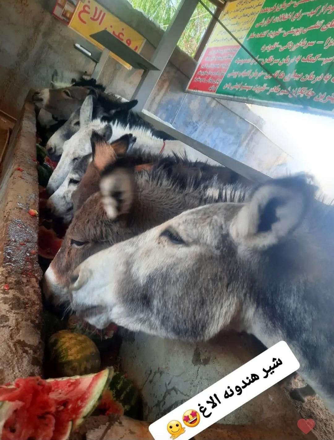 فروش شیر الاغ خر و دیگر محصولات الاغ (سیرجان)|خوردنی و آشامیدنی|سیرجان, |دیوار