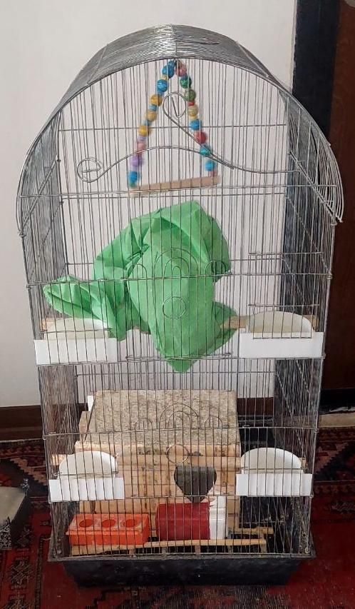 قفس پرنده|لوازم جانبی حیوانات|هشتگرد, فاز ۱ مهستان|دیوار