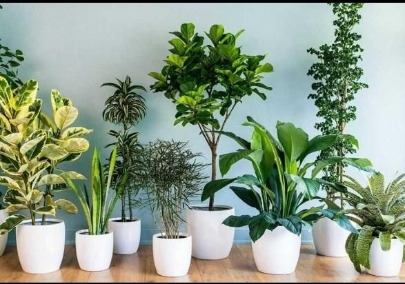 رسیدگی به گل های آپارتمانی و باغچه و تعویض گلدان|خدمات باغبانی و درختکاری|شاهین‌شهر, خانه کارگر|دیوار