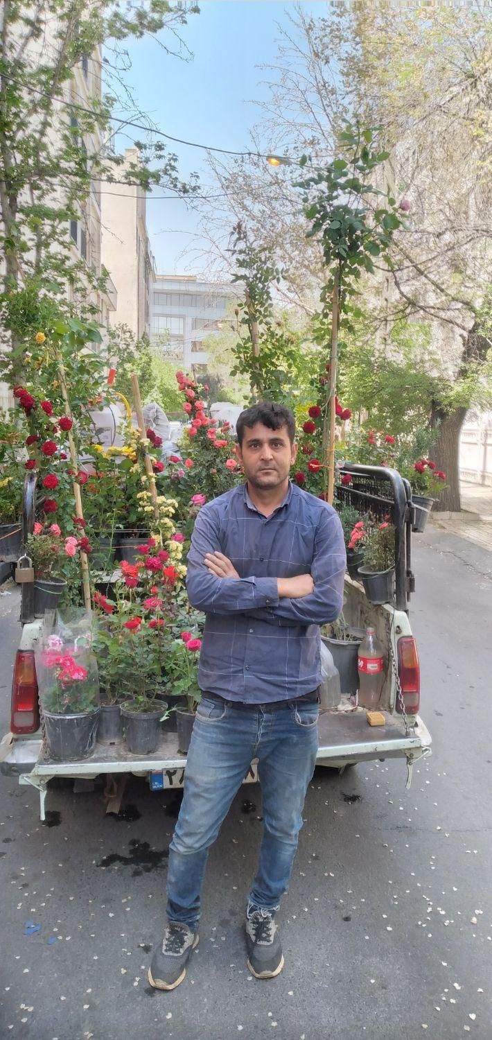 سمپاشی وباغبانی|خدمات باغبانی و درختکاری|تهران, مهران (سیدخندان)|دیوار