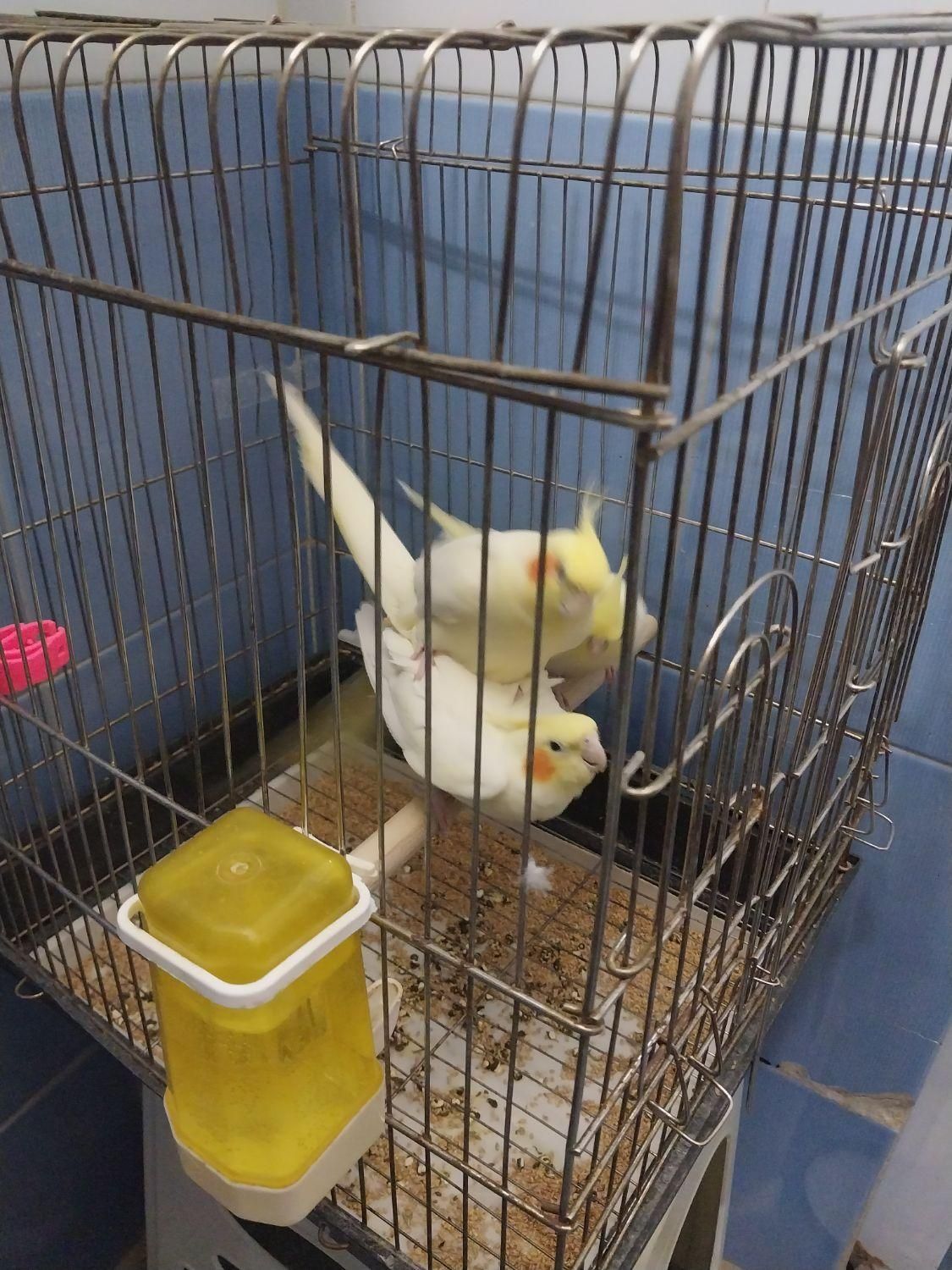 جفت عروس هلندی لوتینو مولد|پرنده|تهران, نازی‌آباد|دیوار