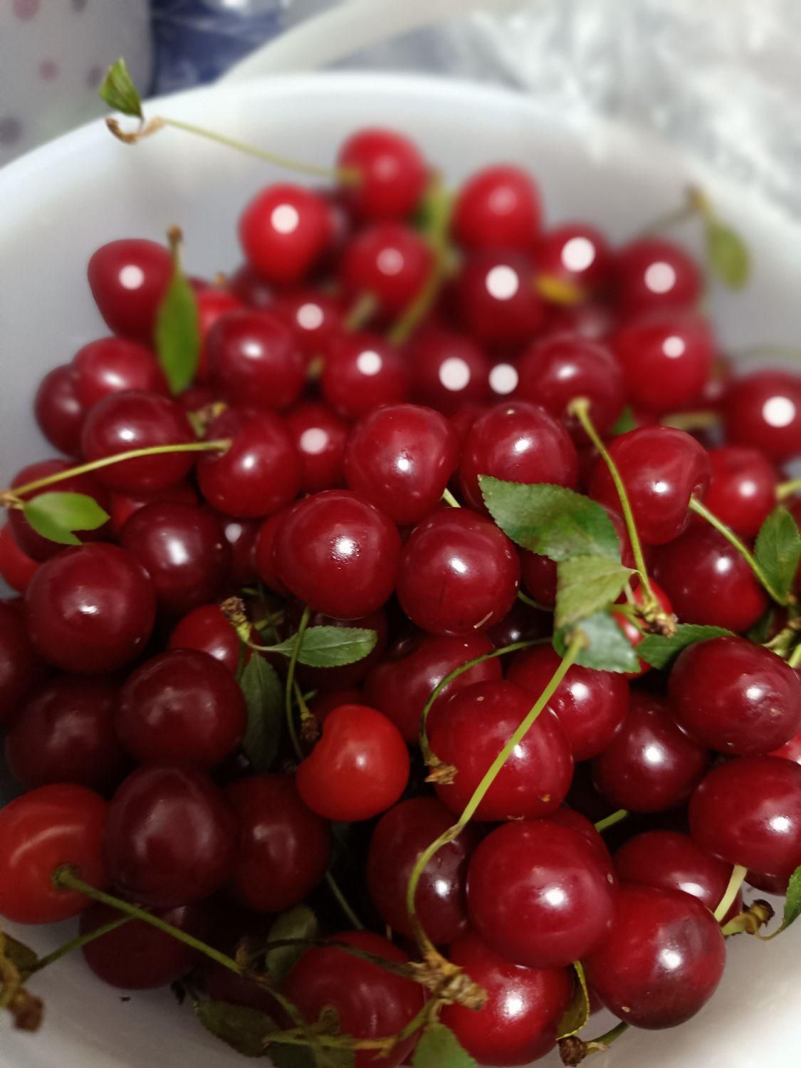 باغ میوه 1000متر با فنس کشی|فروش زمین و ملک کلنگی|گندمان, |دیوار