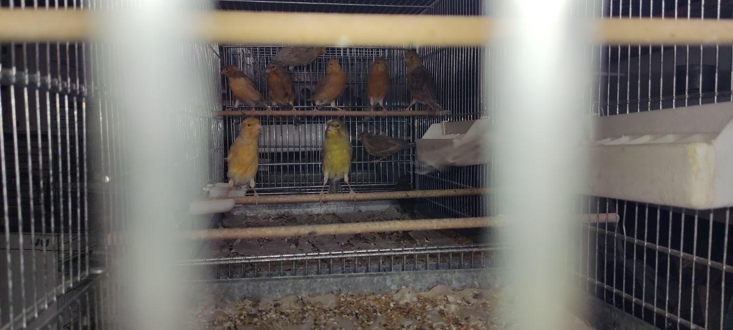 قناری|پرنده|اصفهان, خواجه عمید|دیوار