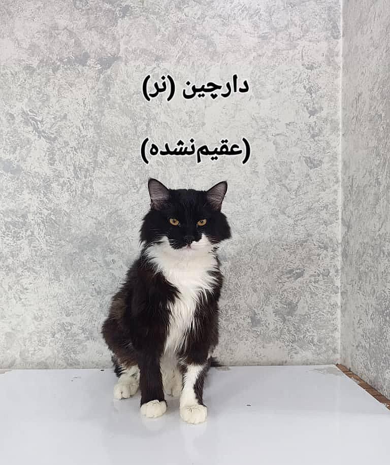 واگذاری چهار تا پیشی ناز خانگی|گربه|تهران, هاشمی|دیوار