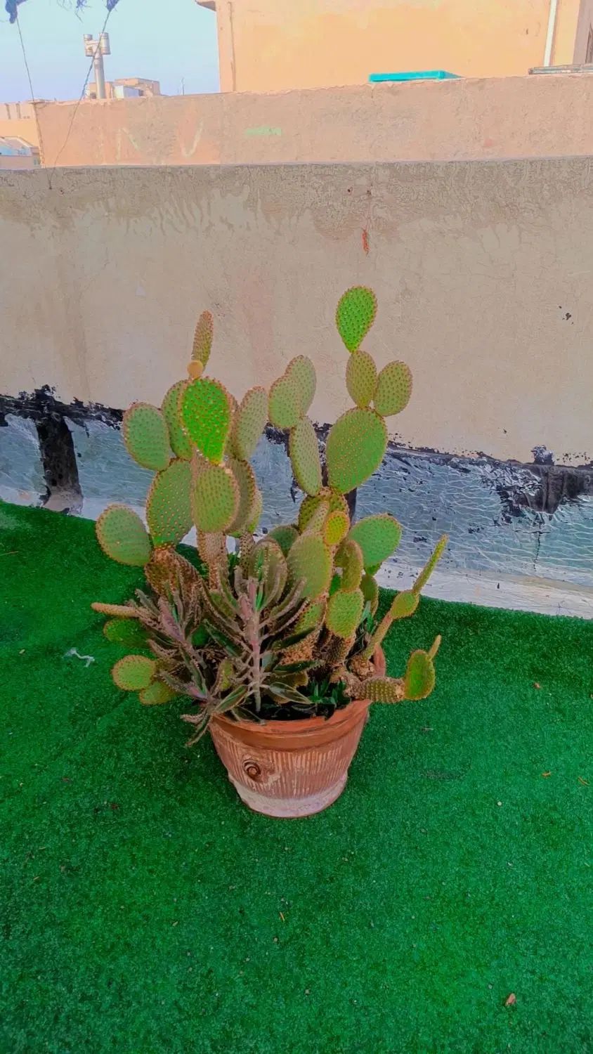 کاکتوس گل آپارتمانی اپونتیا تیغ ریز سن و سال دار|گل و گیاه طبیعی|تهران, مسعودیه|دیوار