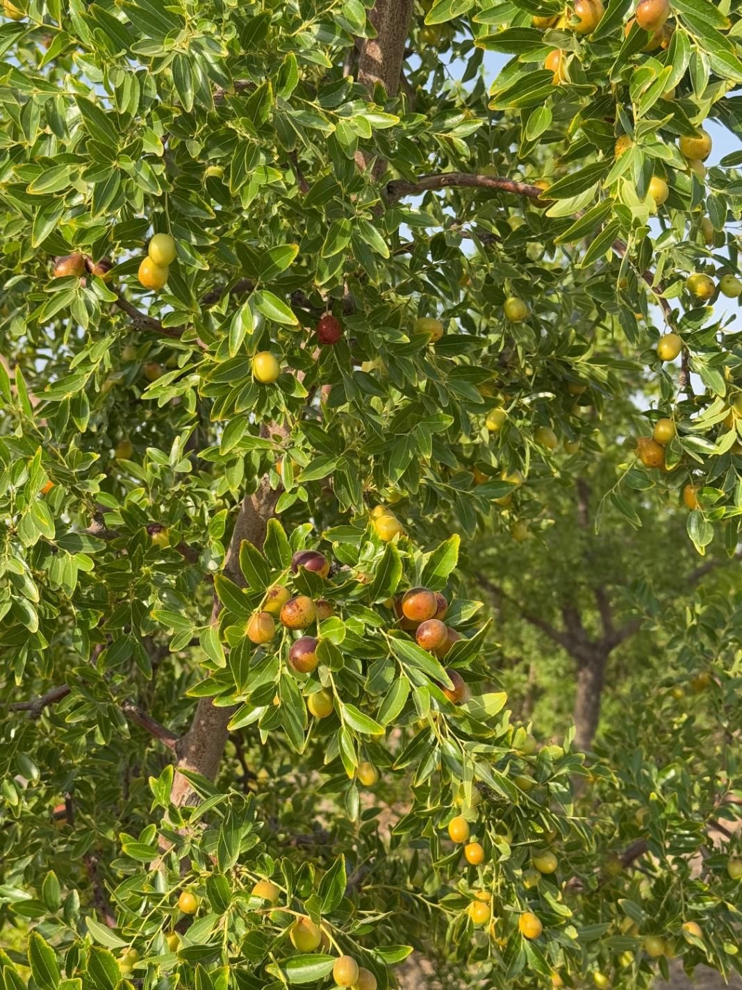 تصویر 5