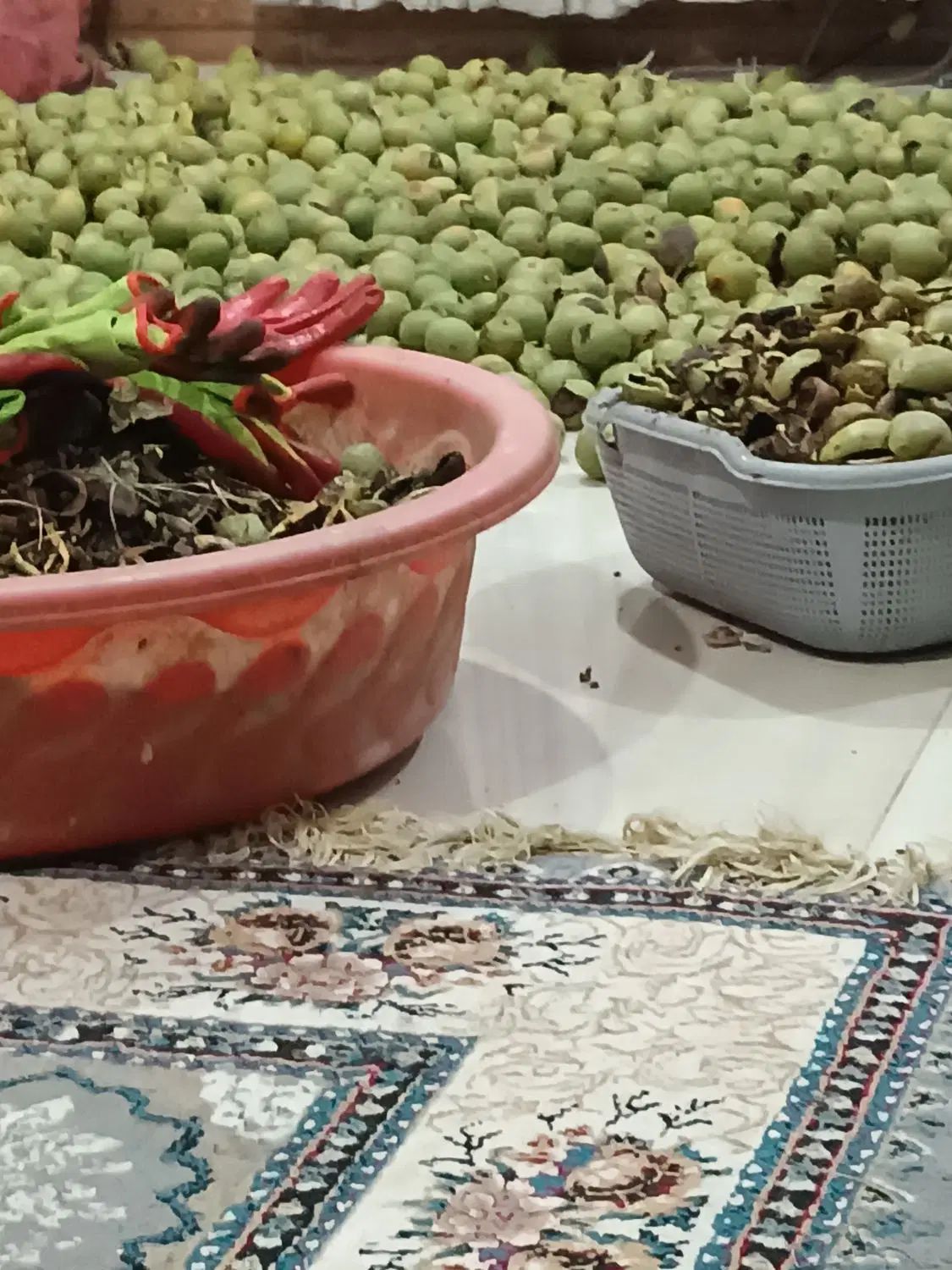 گردو کاغذی امسال درجه یک شروع قیمت از250تا500م|خوردنی و آشامیدنی|اشنویه, |دیوار