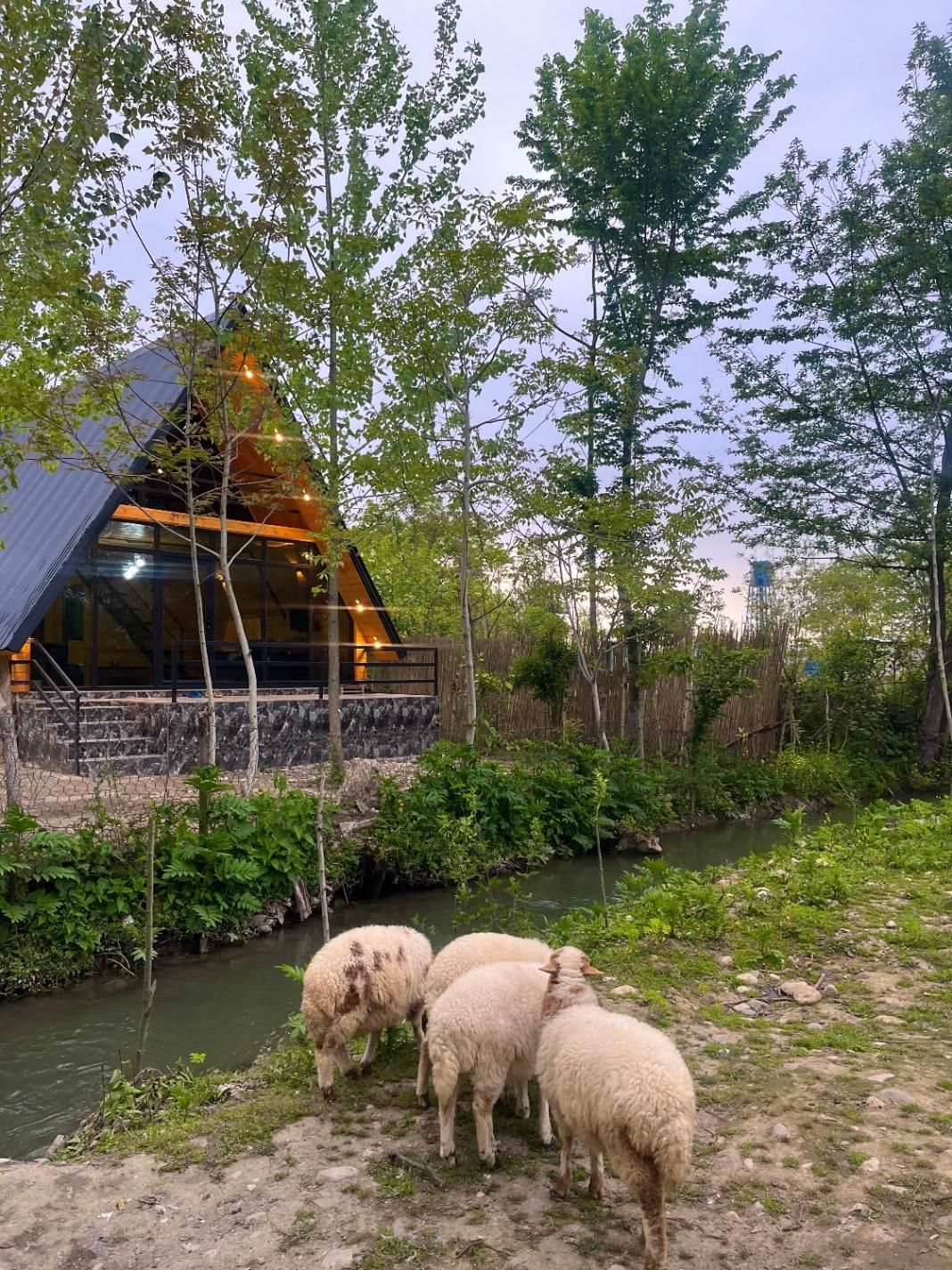 کلبه سوئیسی نوساز لب رودخانه در ماسال|اجارهٔ کوتاهمدت ویلا و باغ|ماسال, |دیوار