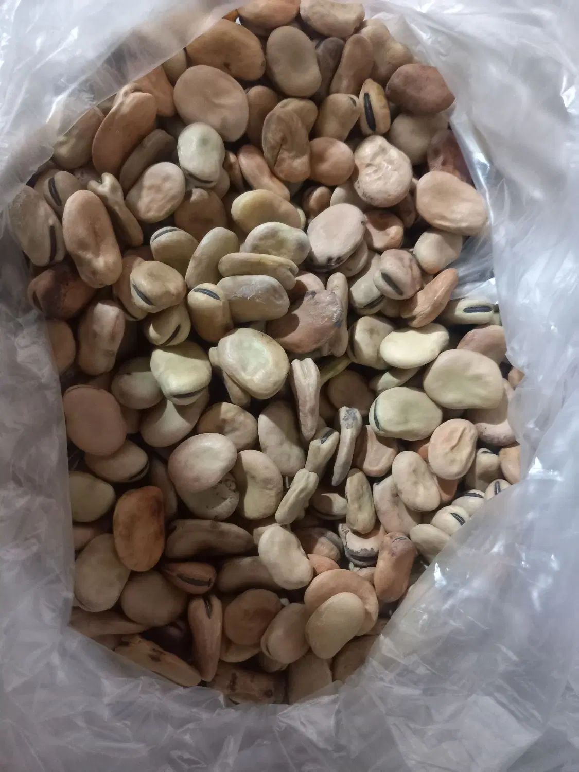 خریدوفروش انواع بذر یونجه باقله نخود فرنگی پیاز|خدمات باغبانی و درختکاری|داراب, |دیوار