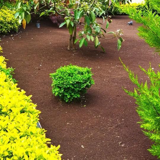 باغبانی ،اجرای فضای سبز،کلاراباد،نمک ابرود|خدمات باغبانی و درختکاری|کلارآباد, |دیوار