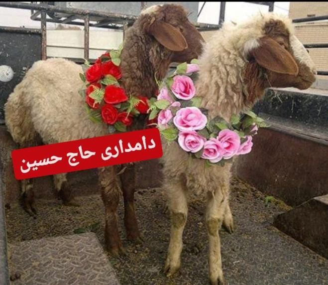 گوسفند زنده کربلای|حیوانات مزرعه|ری, |دیوار