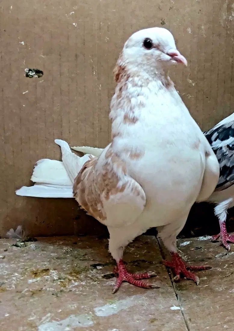 ۶۰جفت کفتر گنجه بری همه بدظهری همه ساعت سنگین|پرنده|نورآباد, |دیوار