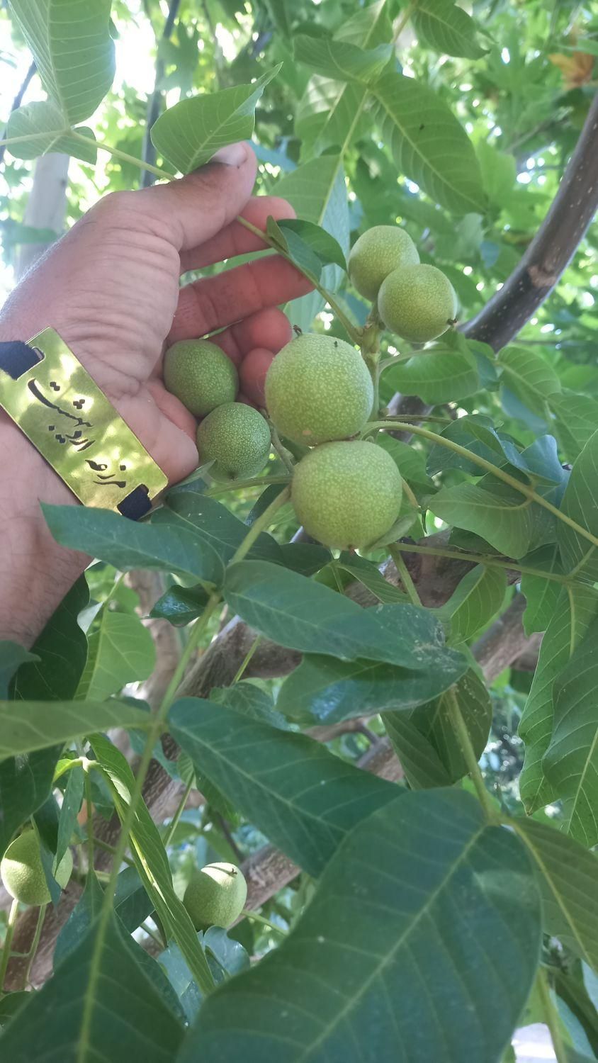 نهال سه ساله گردو اصلاح شده پر بار|خدمات باغبانی و درختکاری|تهران, شهر‌زیبا|دیوار