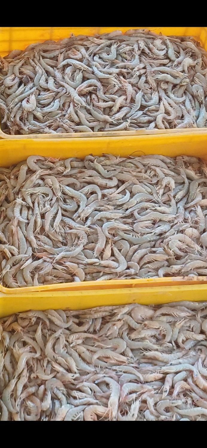 میگو پاک و رگ گیری شده|خوردنی و آشامیدنی|تهران, اقدسیه|دیوار
