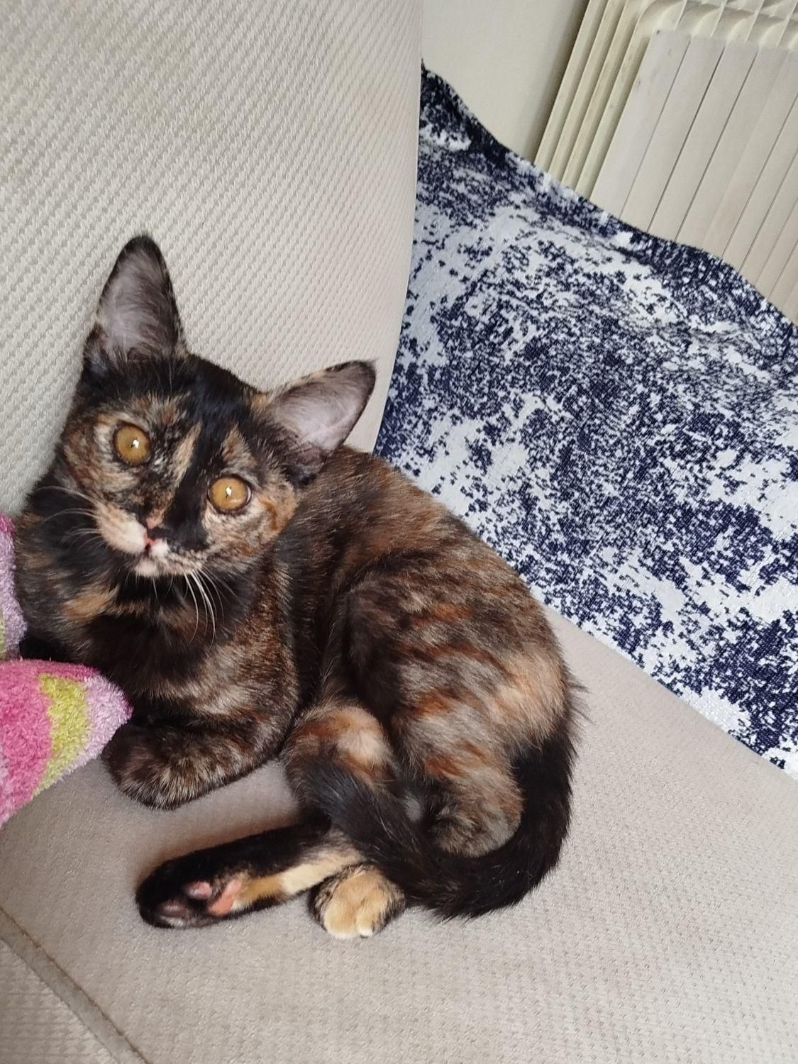 گربه|حیوانات|لواسان, |دیوار