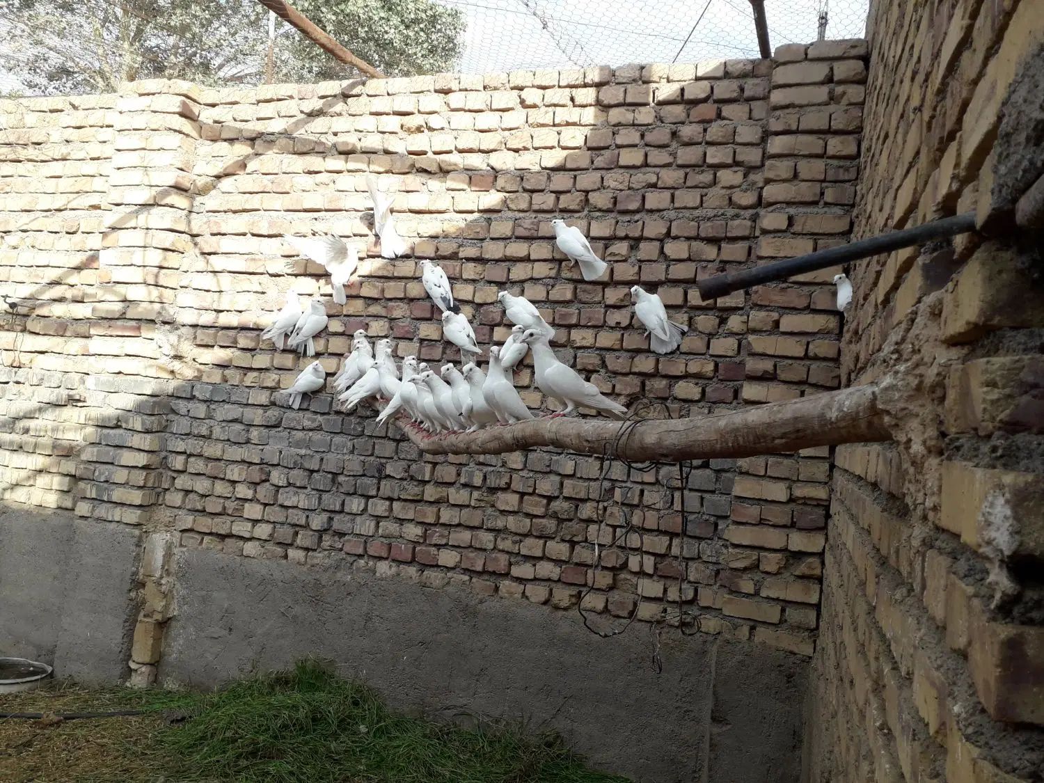 کبوتر سفید کاکلی|پرنده|اصفهان, راه آهن|دیوار
