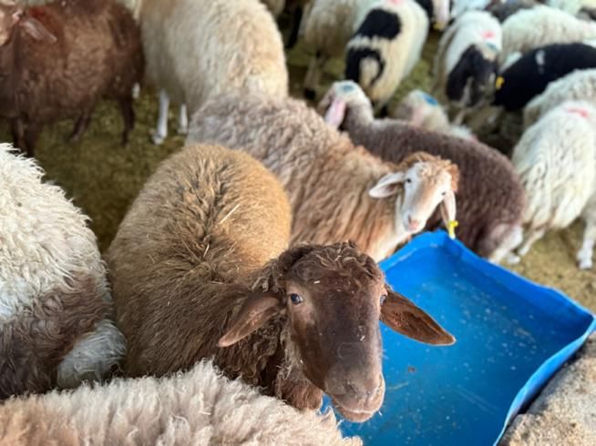 بز بره نر ماده در سطح تهران گوسفند|حیوانات مزرعه|کرج, عظیمیه|دیوار