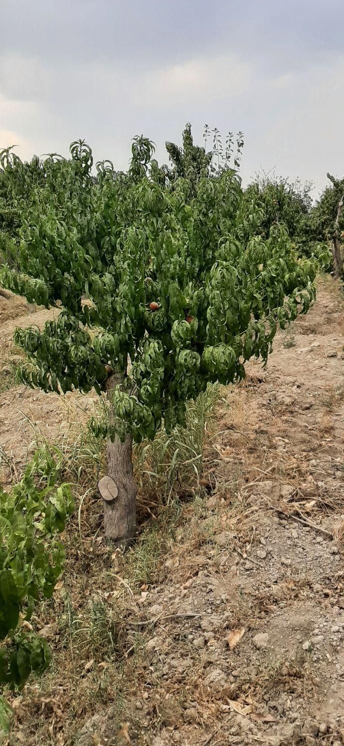 فروش باغ ۸۰۰متر و۴۰۰متر ویلا باباسلمان باغستان قدس|فروش زمین و ملک کلنگی|قدس, شهرک صنعتی زاگرس|دیوار
